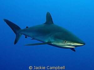 Silky sharks are really beautiful and were very curious, ... by Jackie Campbell 